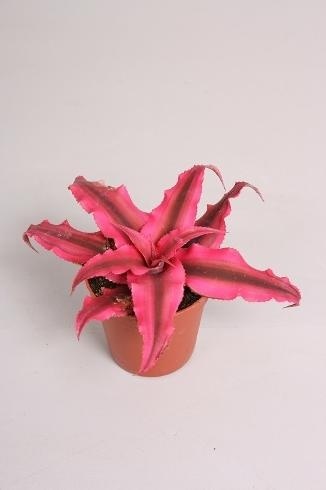 Cryptanthus