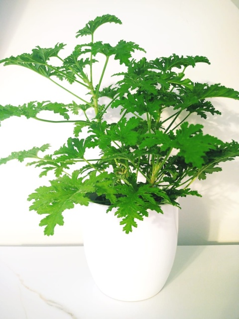 Geranium Geranium