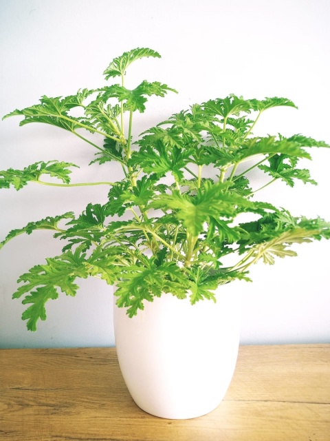 Geranium Geranium