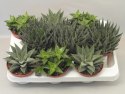 Haworthia mix