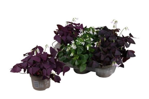 Oxalis triangularis