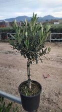 Olea D