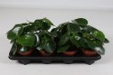 Peperomia Polybotrya