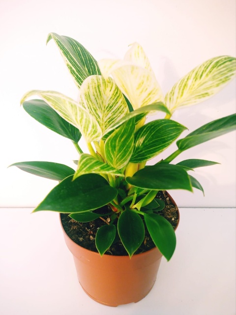 Philodendron White Wave