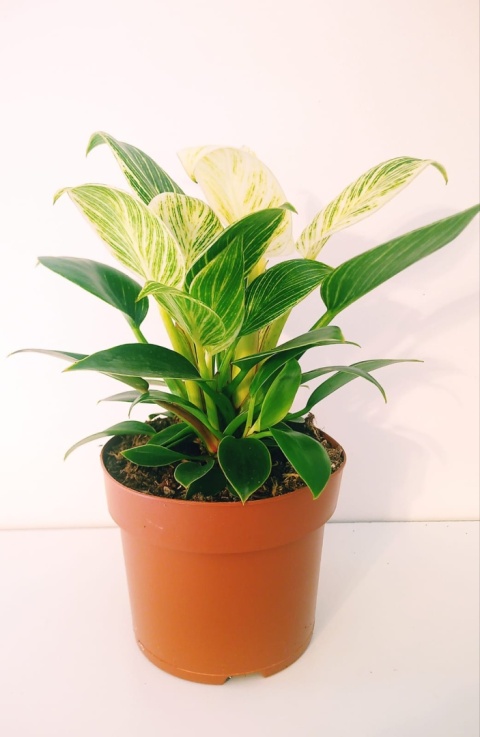 Philodendron White Wave
