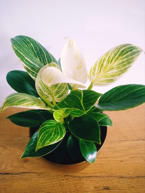 Philodendron White Wave