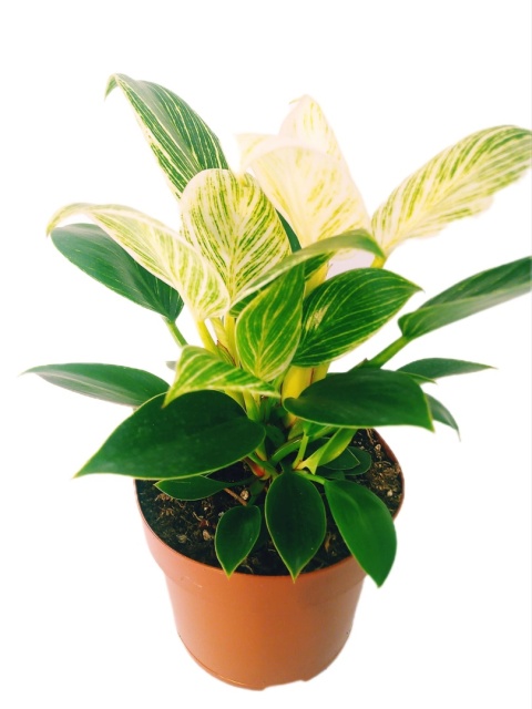 Philodendron White Wave