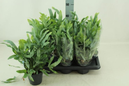 Phlebodium aureum Blue star D