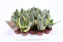 Sansevieria Hahni