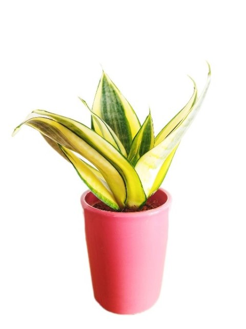 Sansevieria Hahni