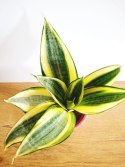 Sansevieria Hahni