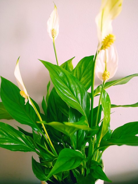 Spathiphyllum