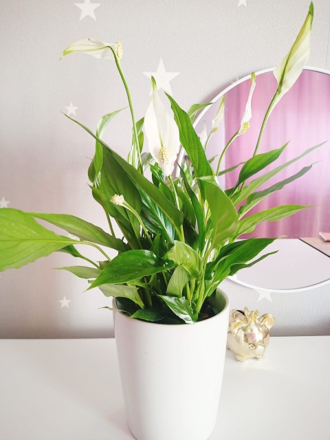 Spathiphyllum