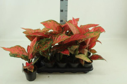 Aglaonema Paradise red