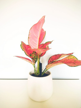 Aglaonema Paradise red