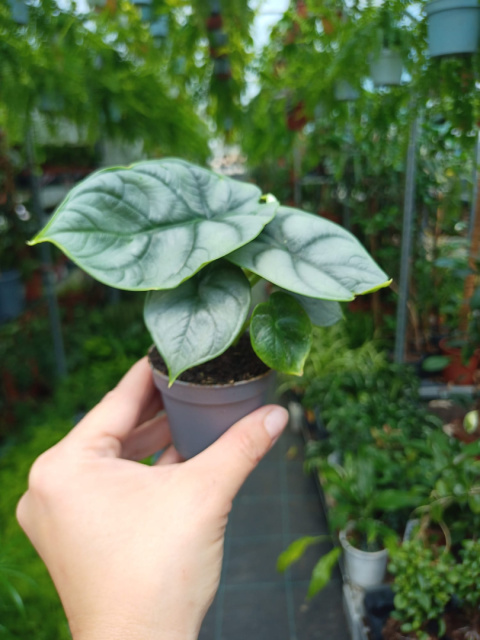 Alocasia