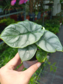 Alocasia