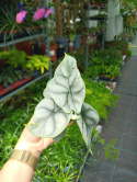 Alocasia