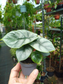 Alocasia