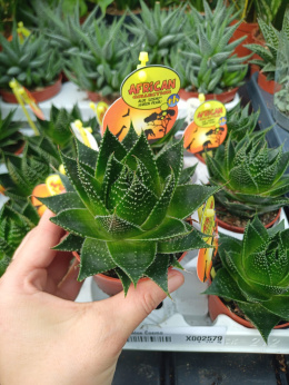Aloes Cosmo