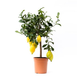 Citrofortunella Lemon