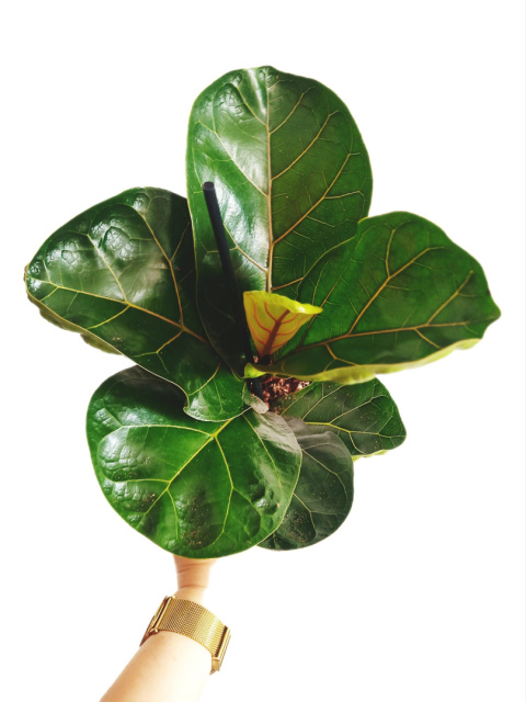 Ficus lyrata m Ficus lyrata m