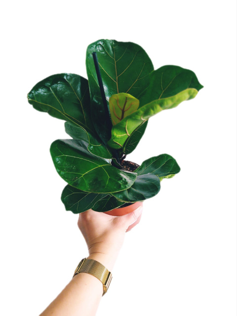 Ficus lyrata m Ficus lyrata m