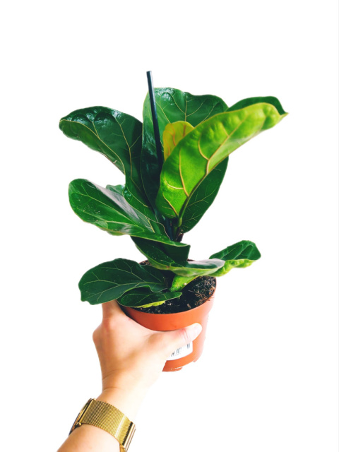 Ficus lyrata m Ficus lyrata m