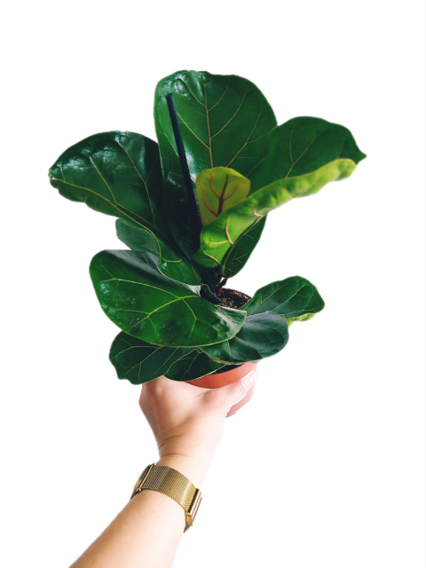 Ficus lyrata m Ficus lyrata m