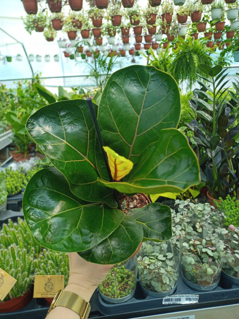 Ficus lyrata m Ficus lyrata m