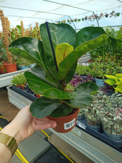 Ficus lyrata m Ficus lyrata m