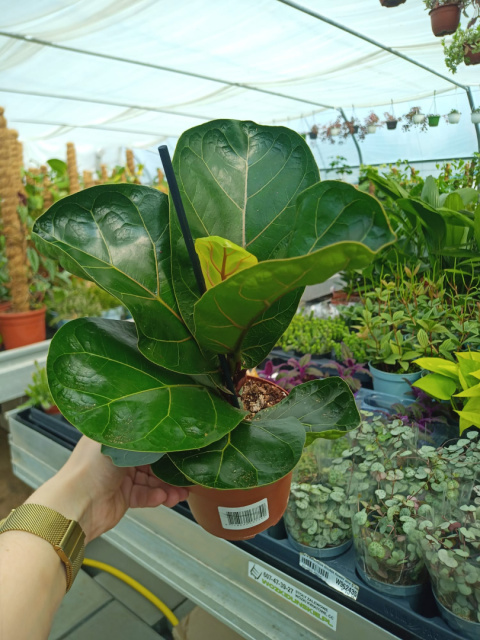 Ficus lyrata m Ficus lyrata m