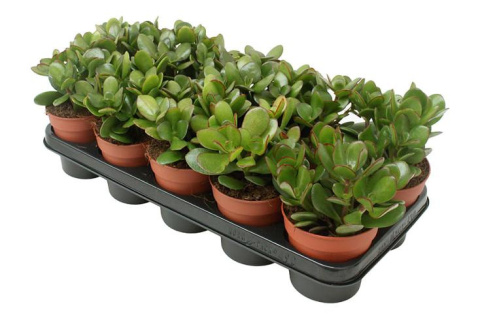 Grubosz Crassula mix