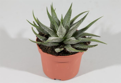 Haworthia fasciata concolor
