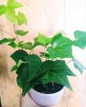 Hedera mix M