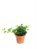 Hedera mini