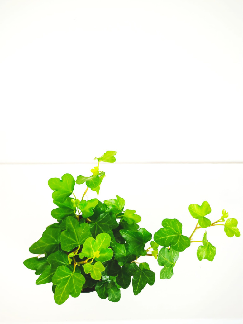 Hedera mini > DOMGARDEN
