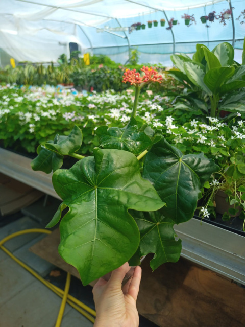 Jatropha podagrica Jatropha podagrica