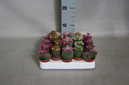 Mamillaria