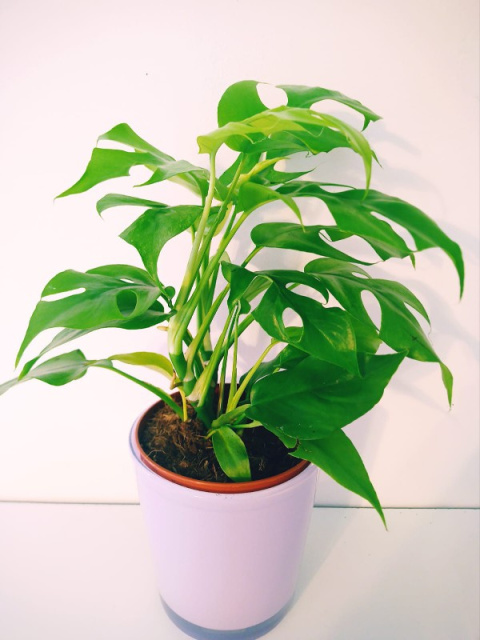 Monstera Minima