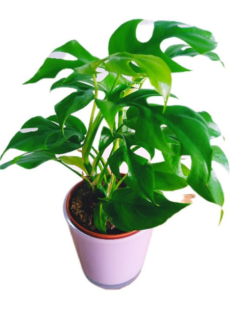 Monstera Minima