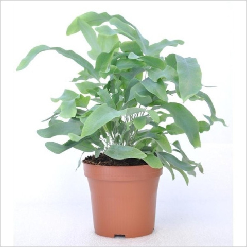 Phlebodium aureum Blue Star Phlebodium aureum Blue Star