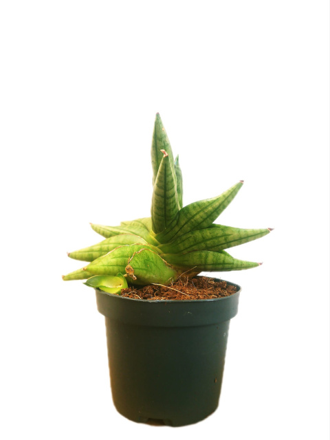 Sansevieria Fan Fan