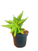 Sansevieria Fan Fan