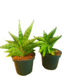 Sansevieria Fan Fan