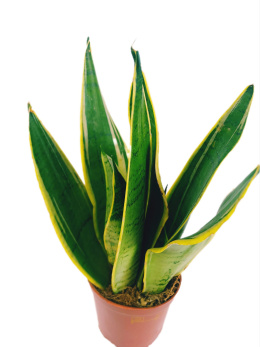 Sansevieria Futura Superba