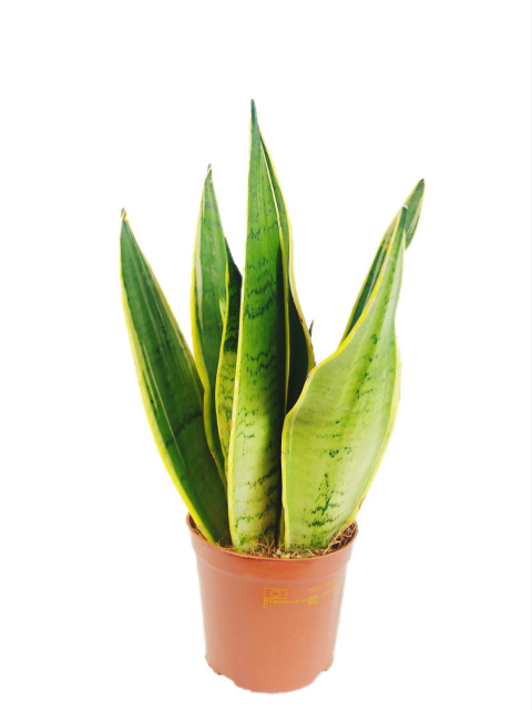 Sansevieria Futura Superba