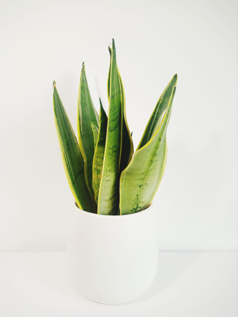 Sansevieria Futura Superba