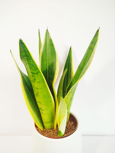 Sansevieria Futura Superba