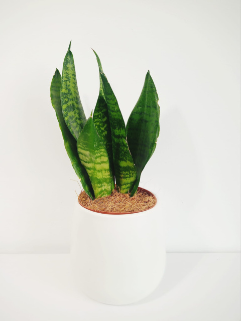 Sansevieria Futura Superba